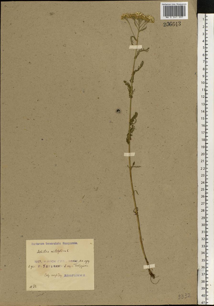 Achillea millefolium L., Eastern Europe, Belarus (E3a) (Belarus)