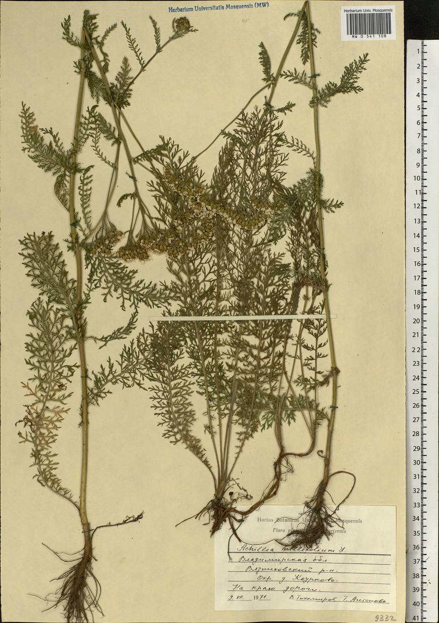 Achillea millefolium L., Eastern Europe, Central region (E4) (Russia)