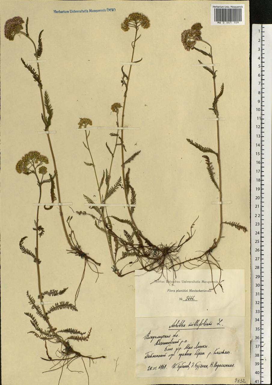Achillea millefolium L., Eastern Europe, Central region (E4) (Russia)