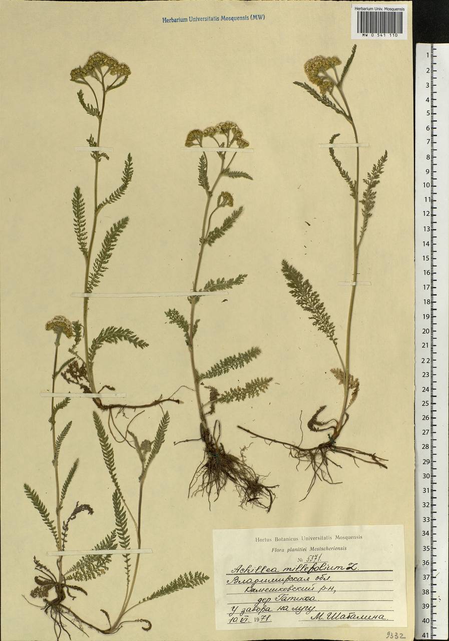 Achillea millefolium L., Eastern Europe, Central region (E4) (Russia)