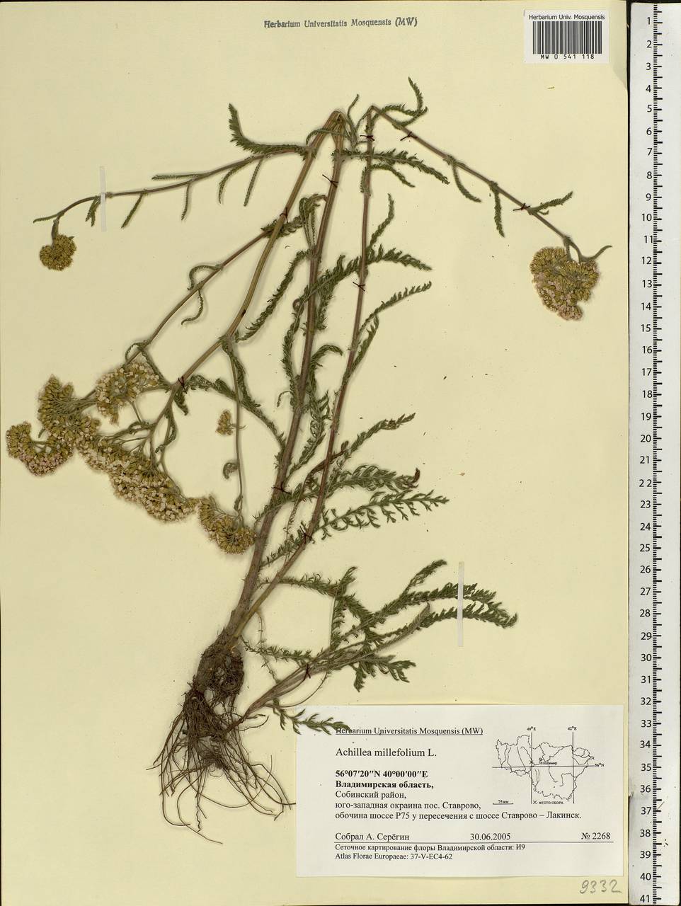 Achillea millefolium L., Eastern Europe, Central region (E4) (Russia)