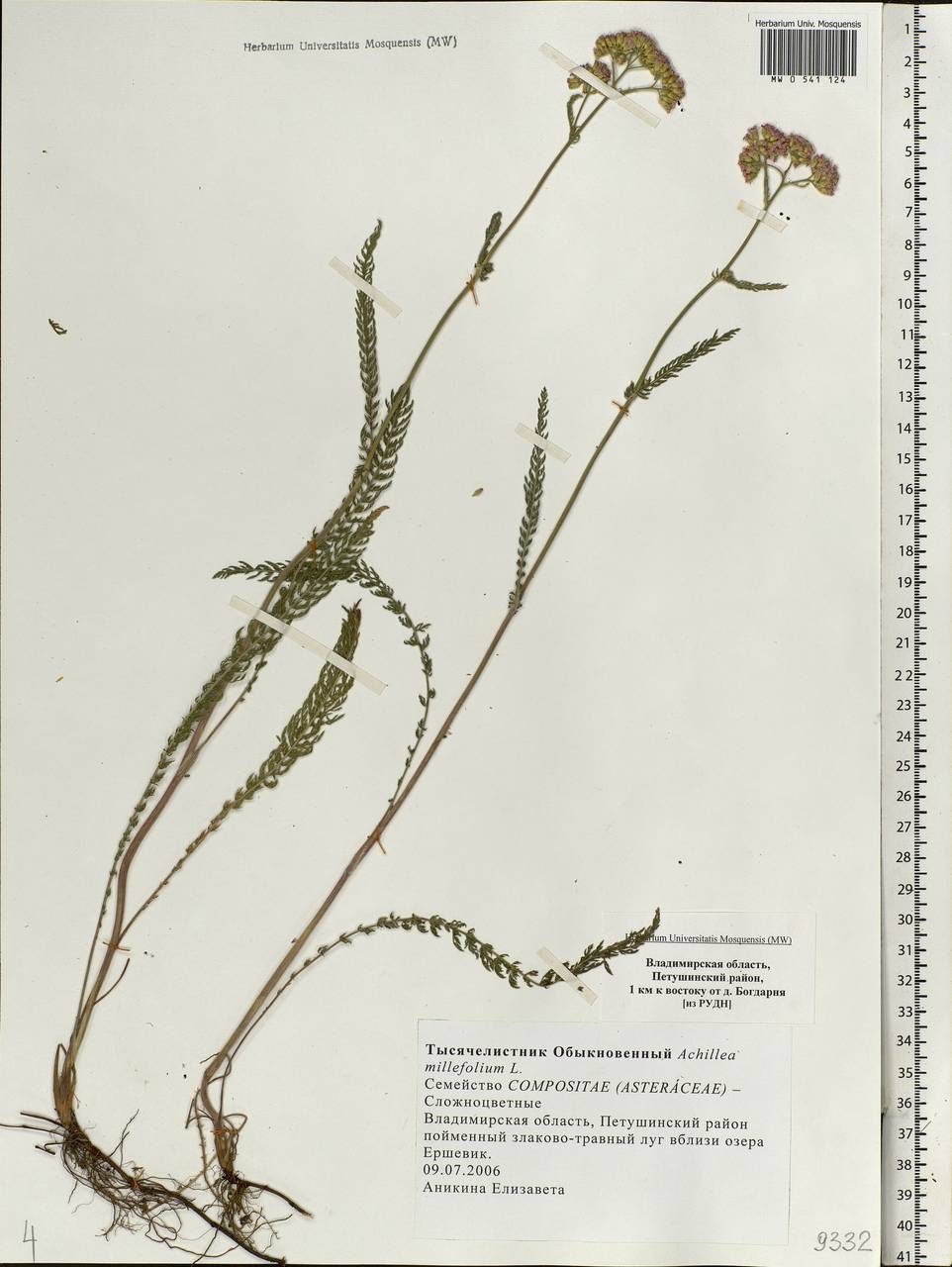 Achillea millefolium L., Eastern Europe, Central region (E4) (Russia)