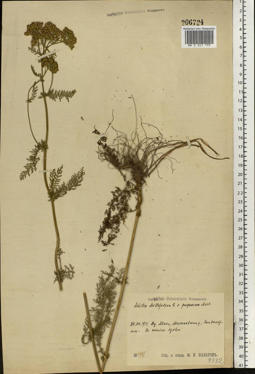 Achillea millefolium L., Eastern Europe, Central region (E4) (Russia)