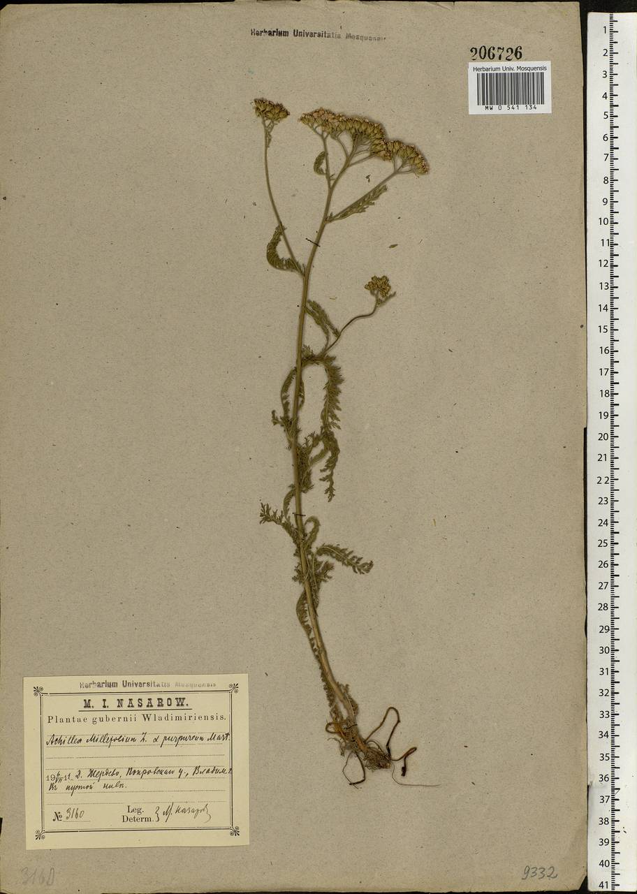 Achillea millefolium L., Eastern Europe, Central region (E4) (Russia)