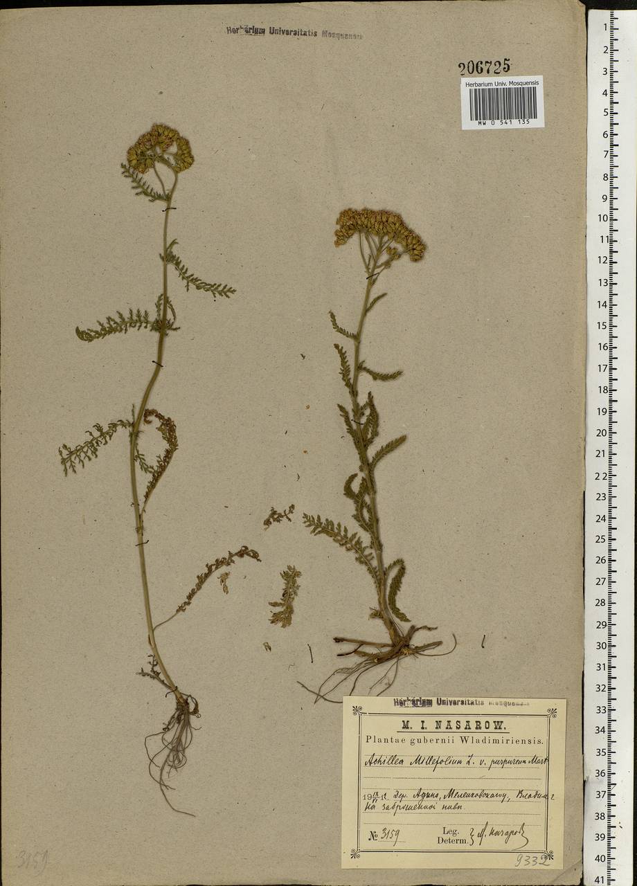 Achillea millefolium L., Eastern Europe, Central region (E4) (Russia)