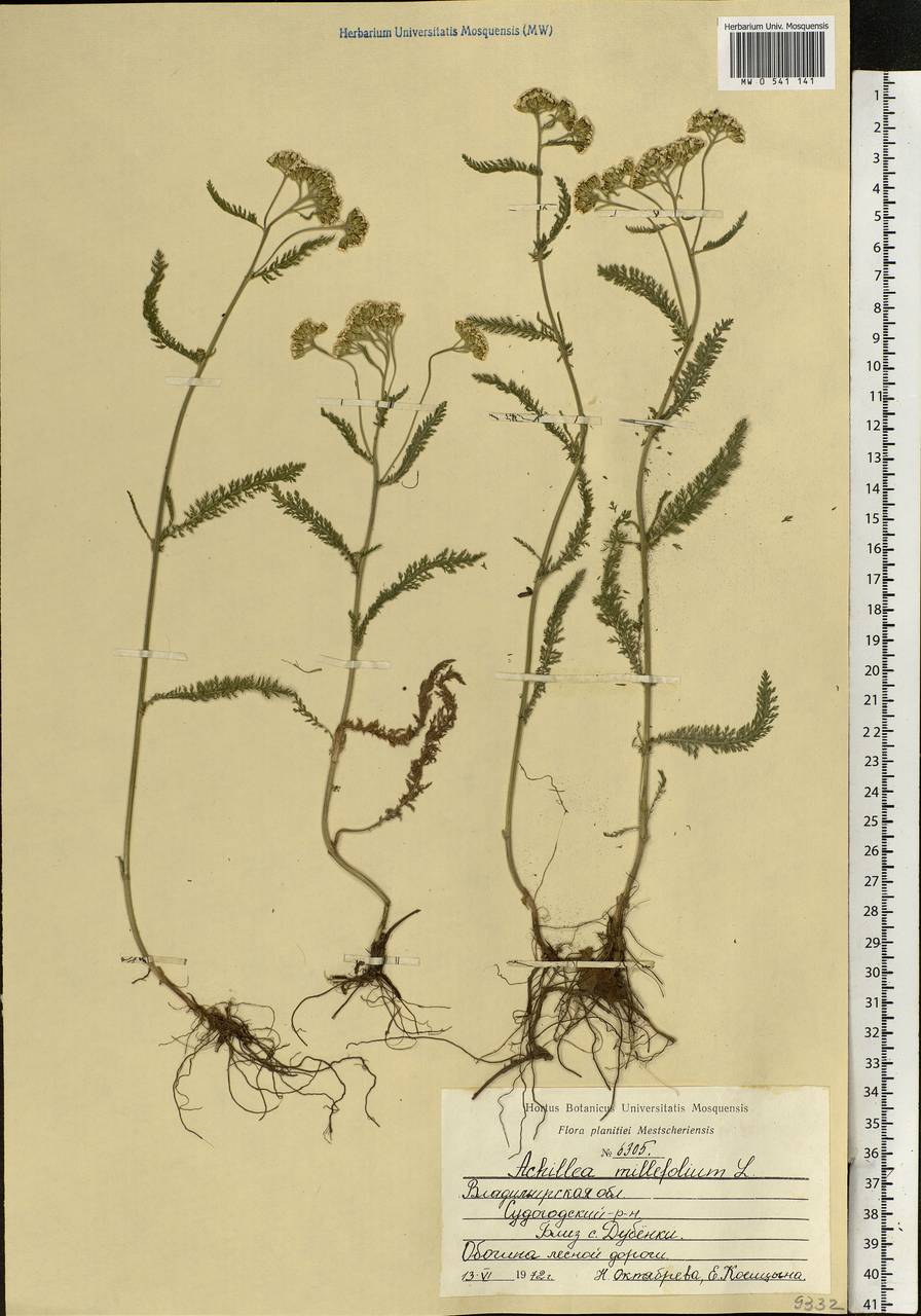 Achillea millefolium L., Eastern Europe, Central region (E4) (Russia)