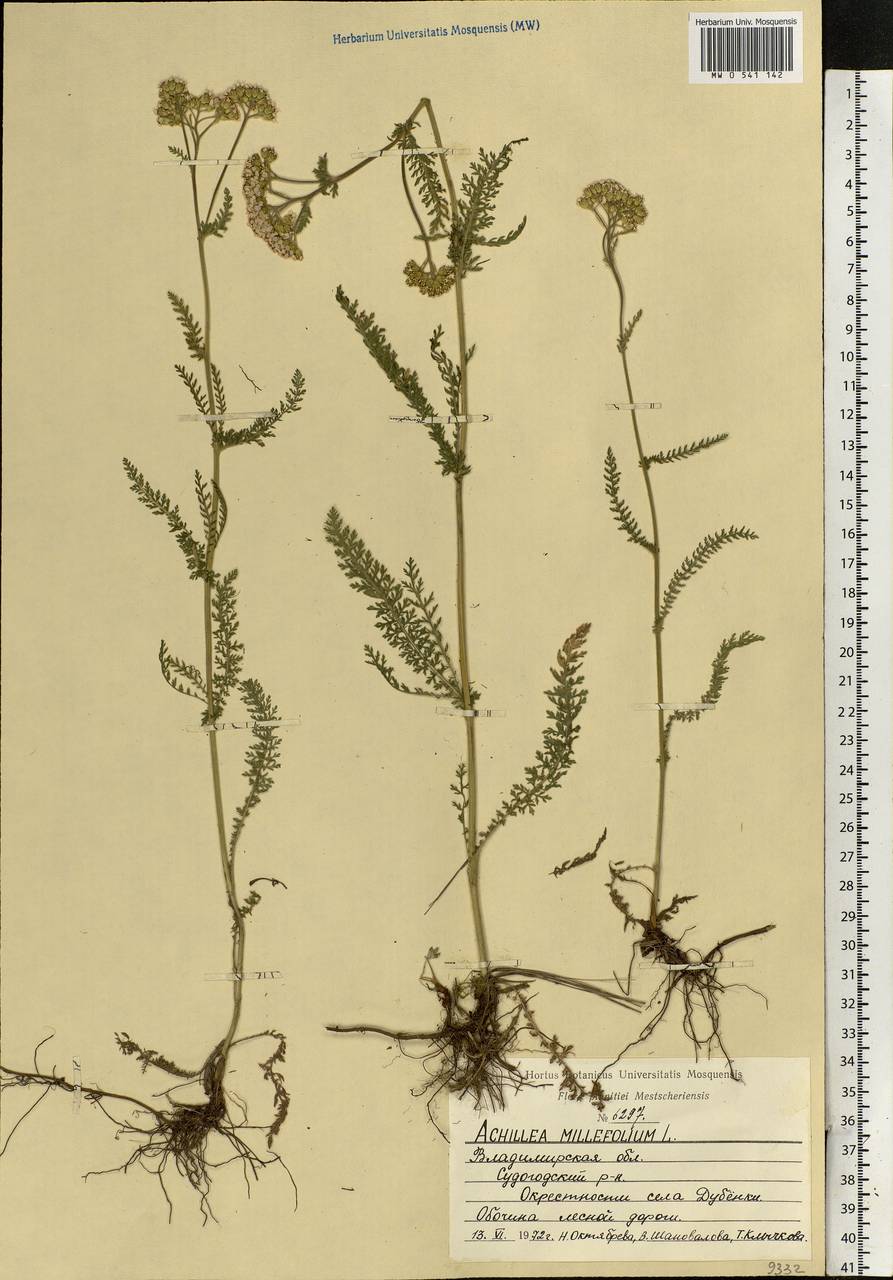 Achillea millefolium L., Eastern Europe, Central region (E4) (Russia)