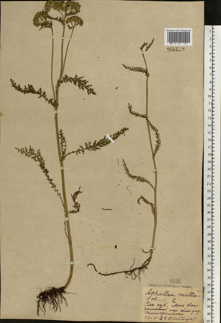 Achillea millefolium L., Eastern Europe, Central region (E4) (Russia)