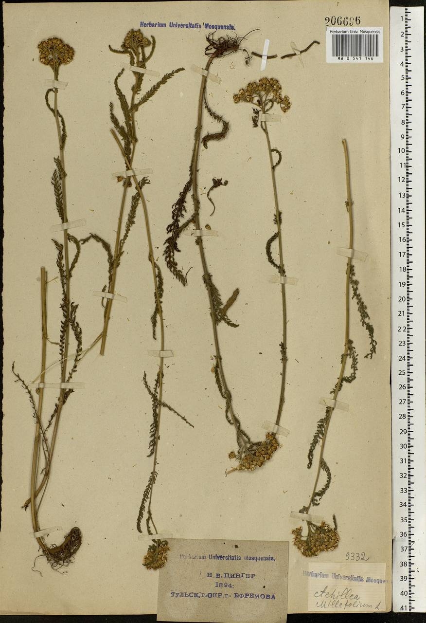 Achillea millefolium L., Eastern Europe, Central region (E4) (Russia)