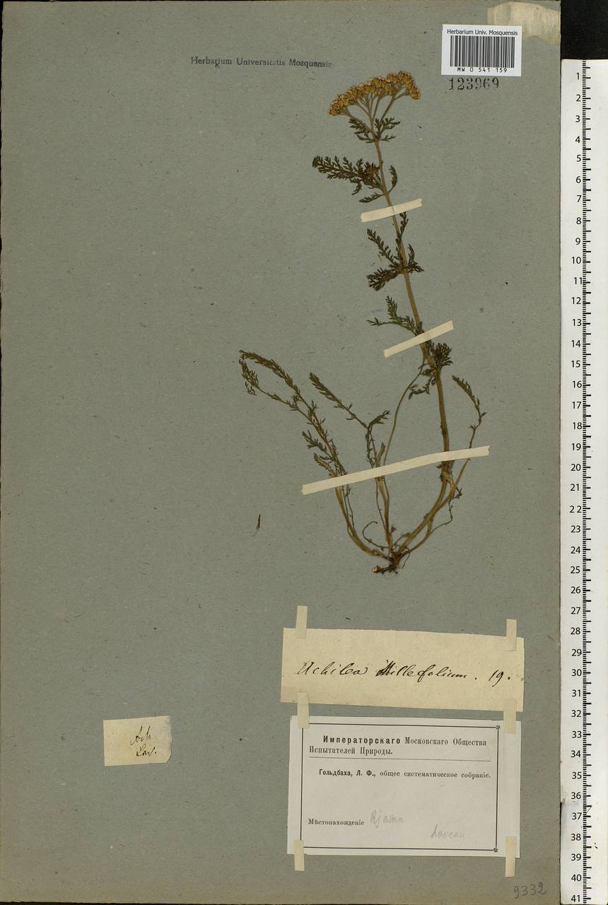 Achillea millefolium L., Eastern Europe, Central region (E4) (Russia)