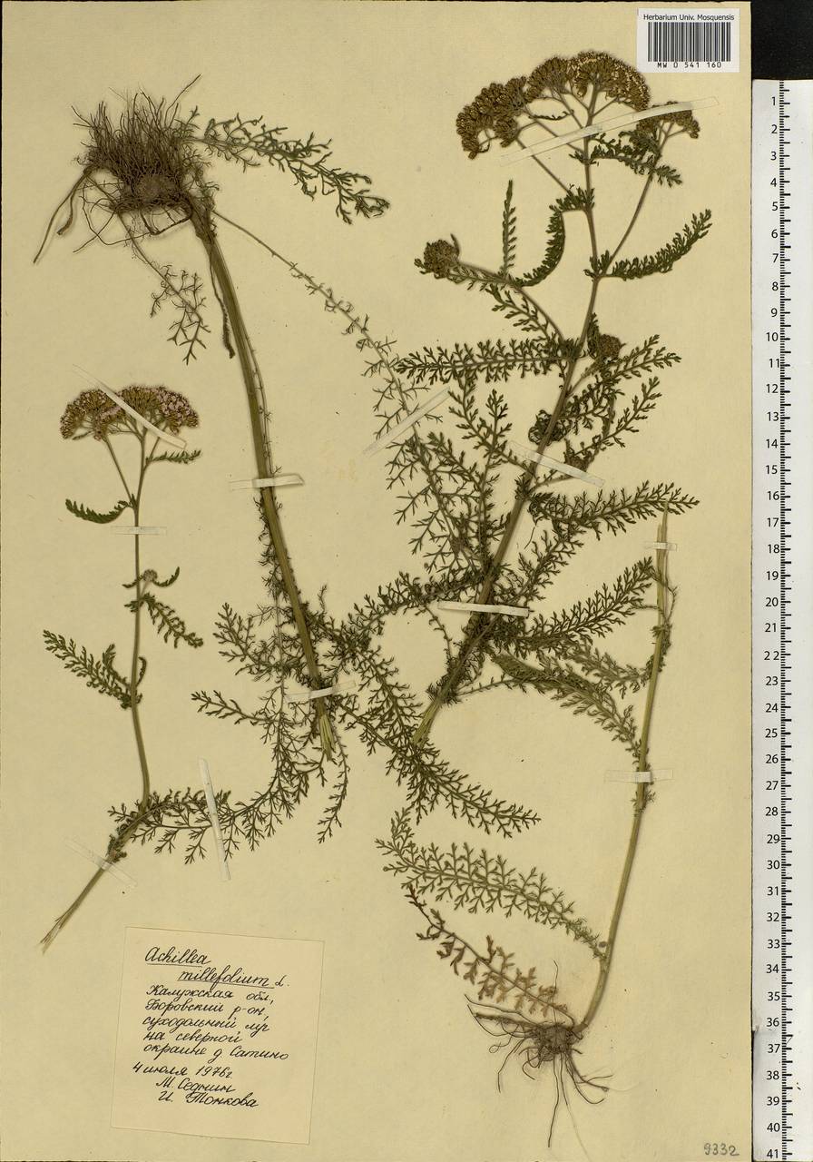 Achillea millefolium L., Eastern Europe, Central region (E4) (Russia)