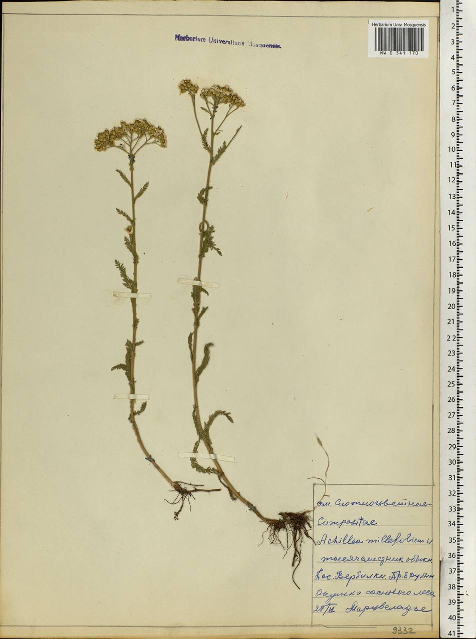 Achillea millefolium L., Eastern Europe, Moscow region (E4a) (Russia)