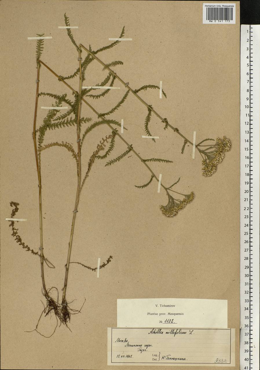 Achillea millefolium L., Eastern Europe, Moscow region (E4a) (Russia)