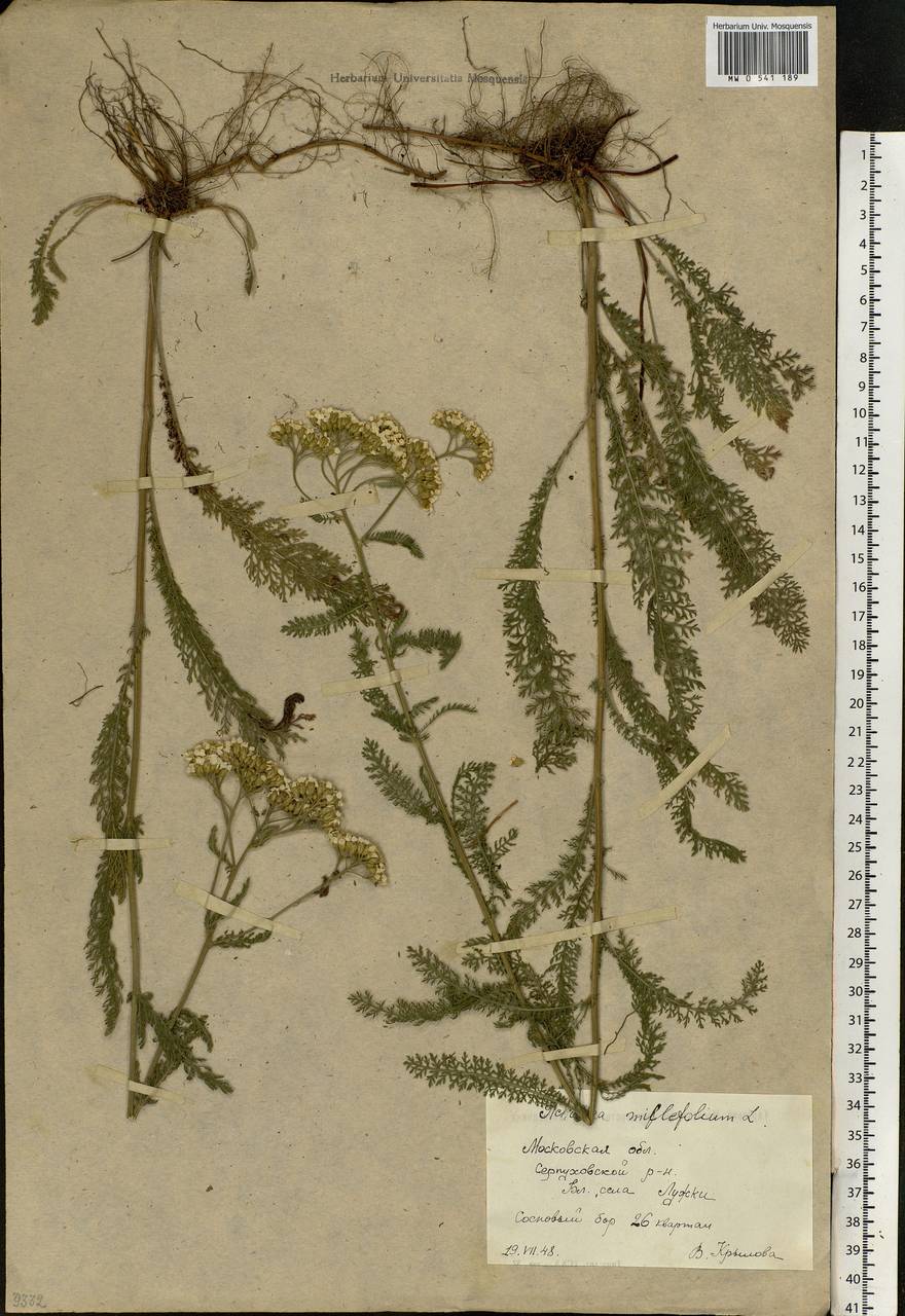 Achillea millefolium L., Eastern Europe, Moscow region (E4a) (Russia)