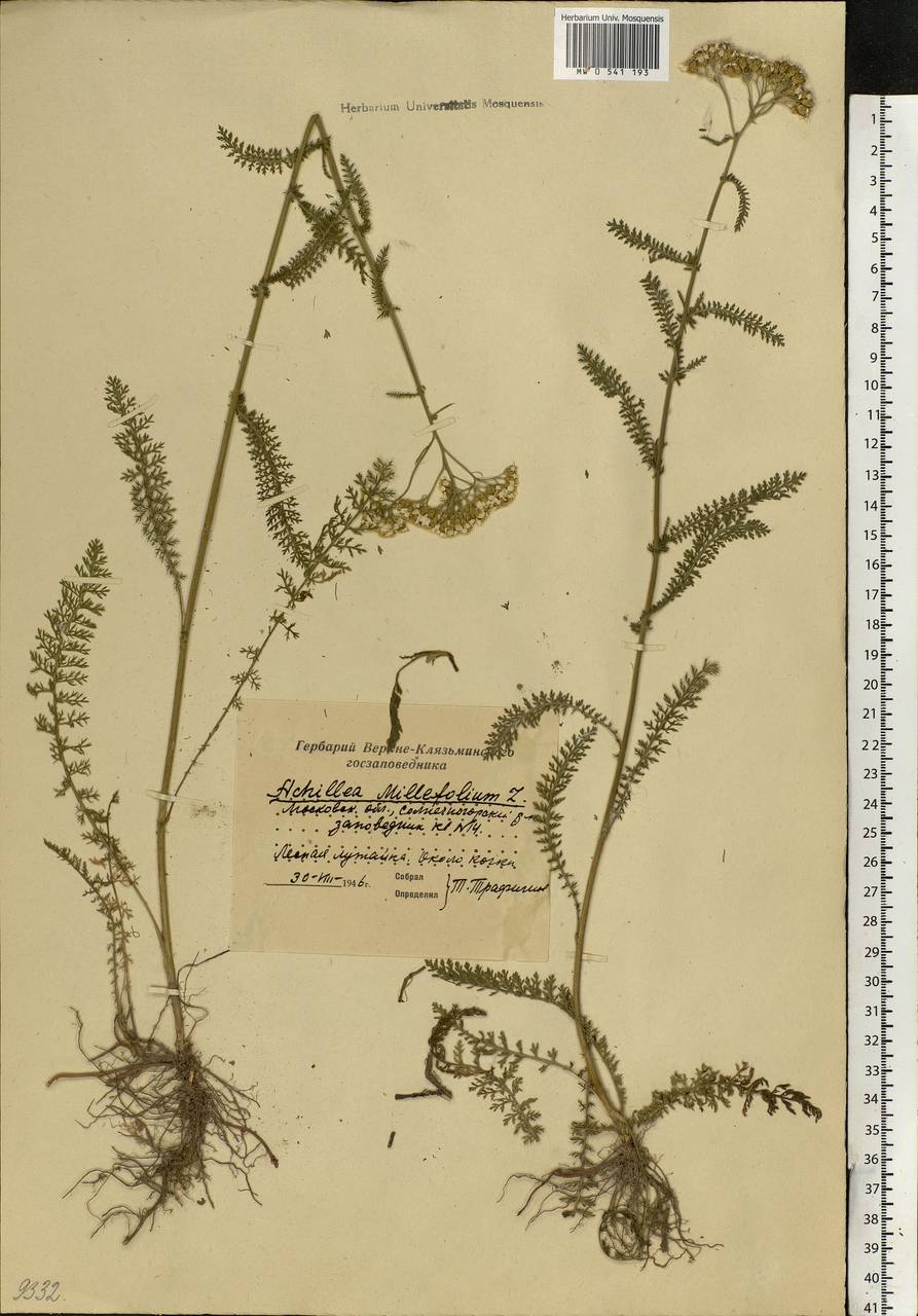 Achillea millefolium L., Eastern Europe, Moscow region (E4a) (Russia)