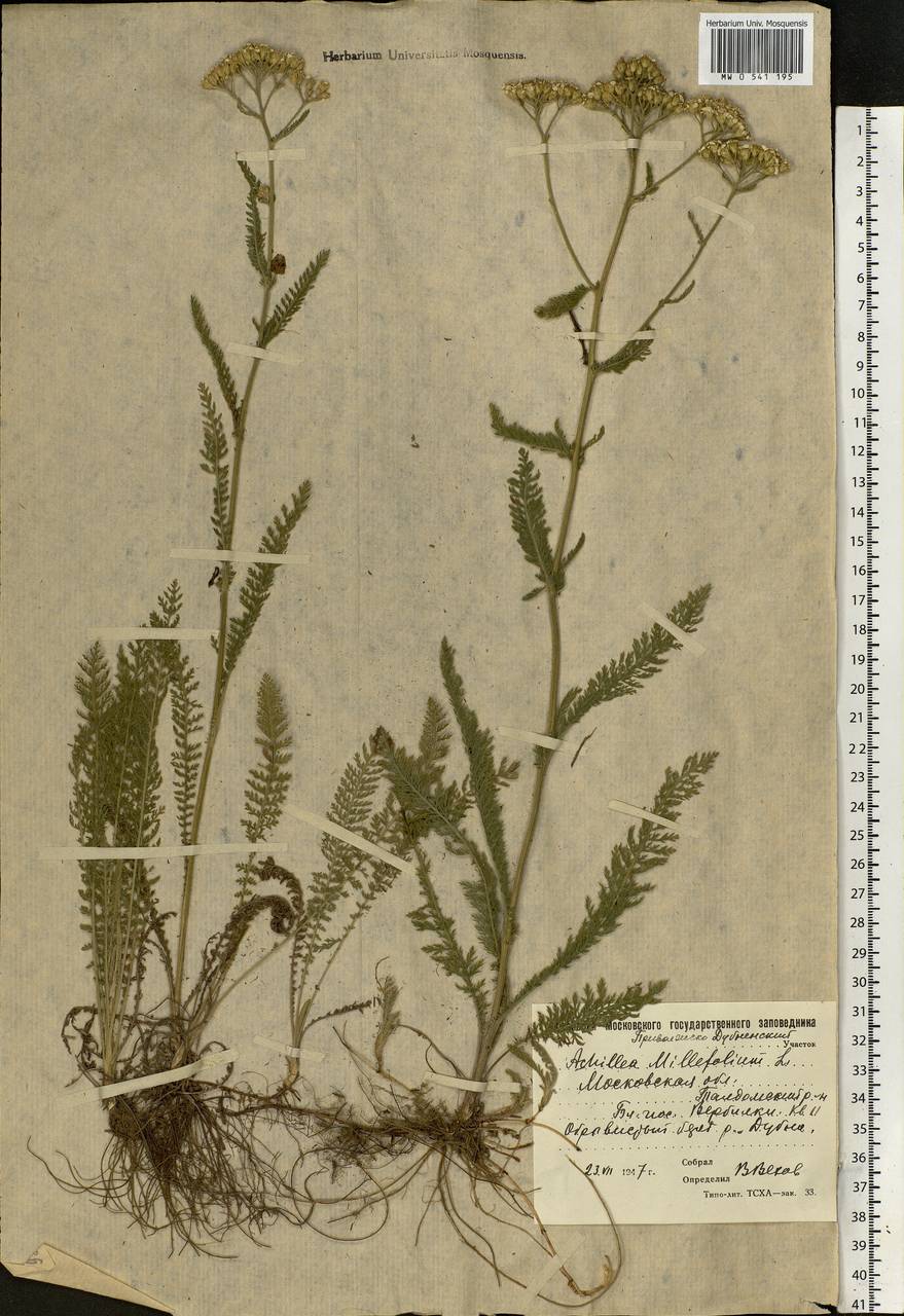 Achillea millefolium L., Eastern Europe, Moscow region (E4a) (Russia)