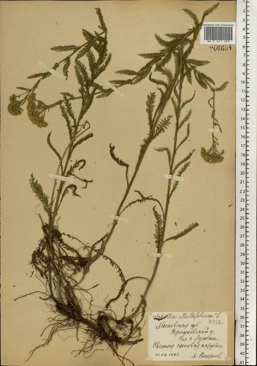 Achillea millefolium L., Eastern Europe, Moscow region (E4a) (Russia)