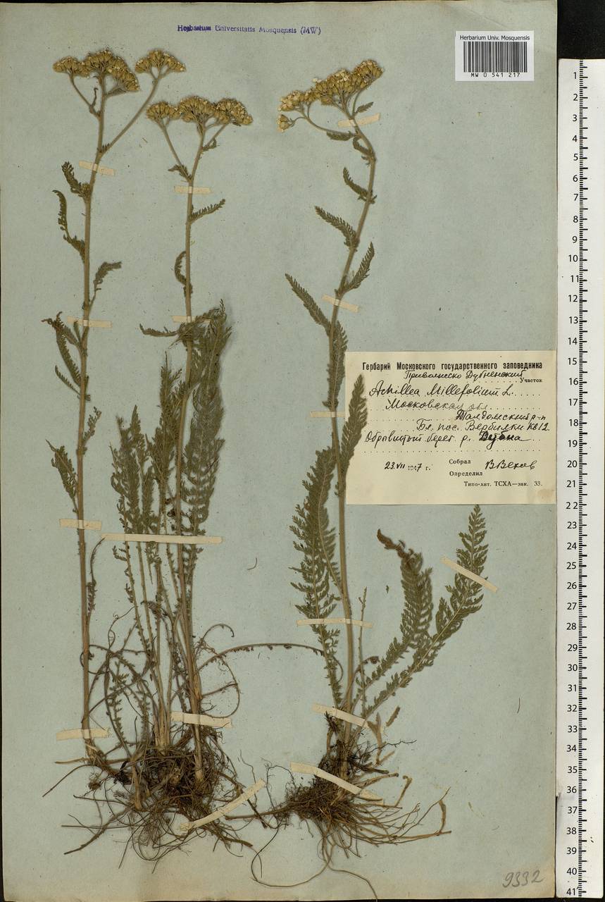 Achillea millefolium L., Eastern Europe, Moscow region (E4a) (Russia)