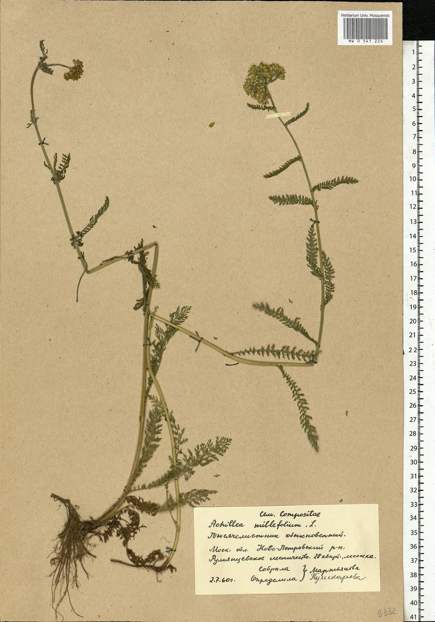 Achillea millefolium L., Eastern Europe, Moscow region (E4a) (Russia)