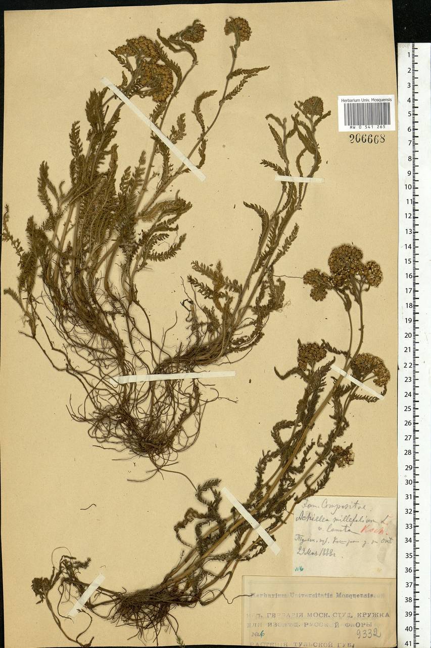 Achillea millefolium L., Eastern Europe, Moscow region (E4a) (Russia)