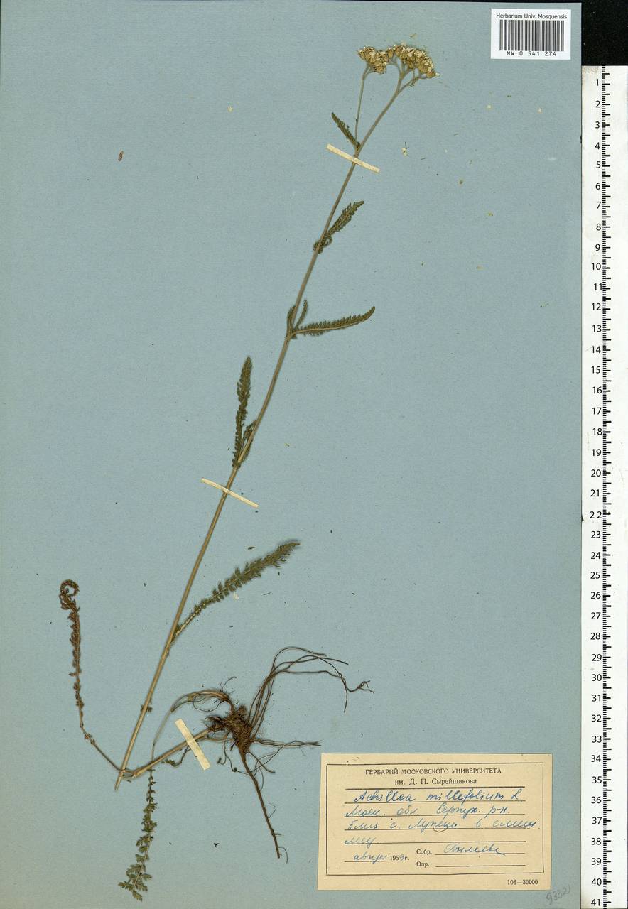 Achillea millefolium L., Eastern Europe, Moscow region (E4a) (Russia)