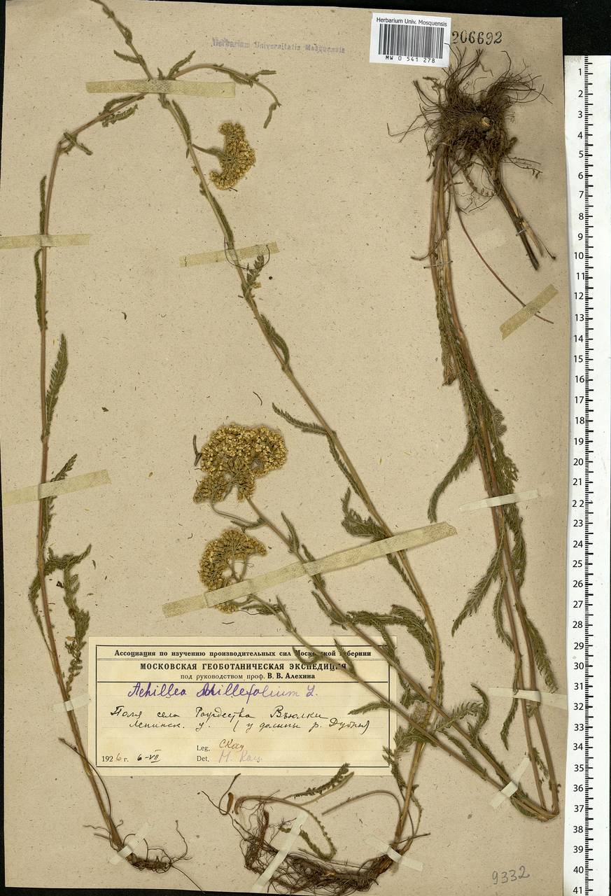 Achillea millefolium L., Eastern Europe, Moscow region (E4a) (Russia)