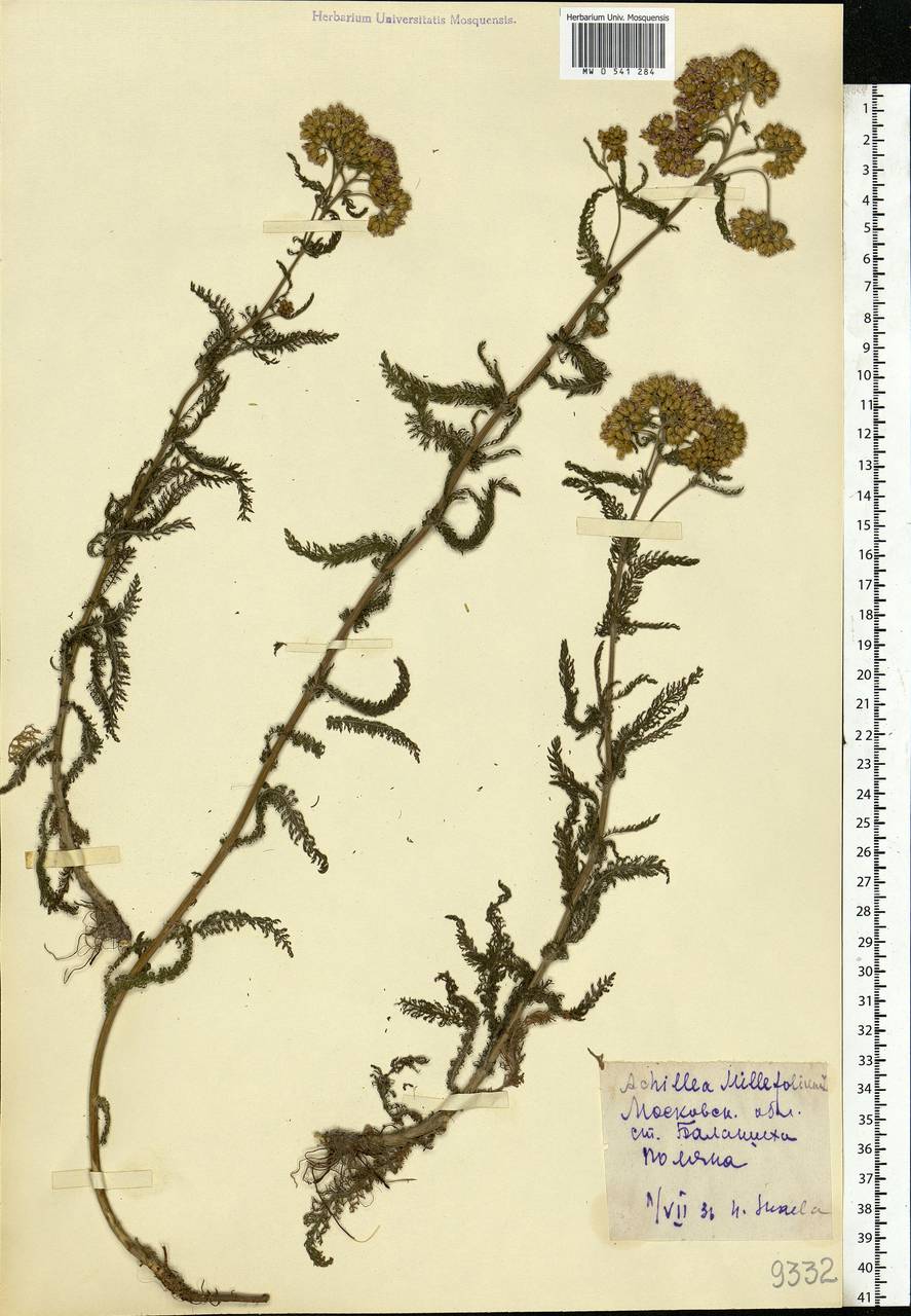 Achillea millefolium L., Eastern Europe, Moscow region (E4a) (Russia)