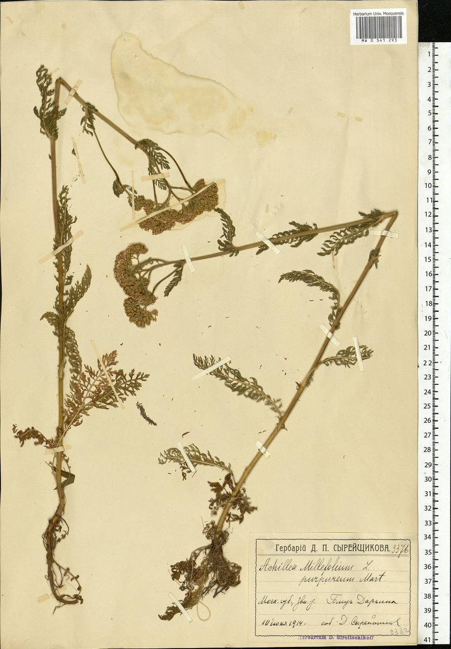 Achillea millefolium L., Eastern Europe, Moscow region (E4a) (Russia)