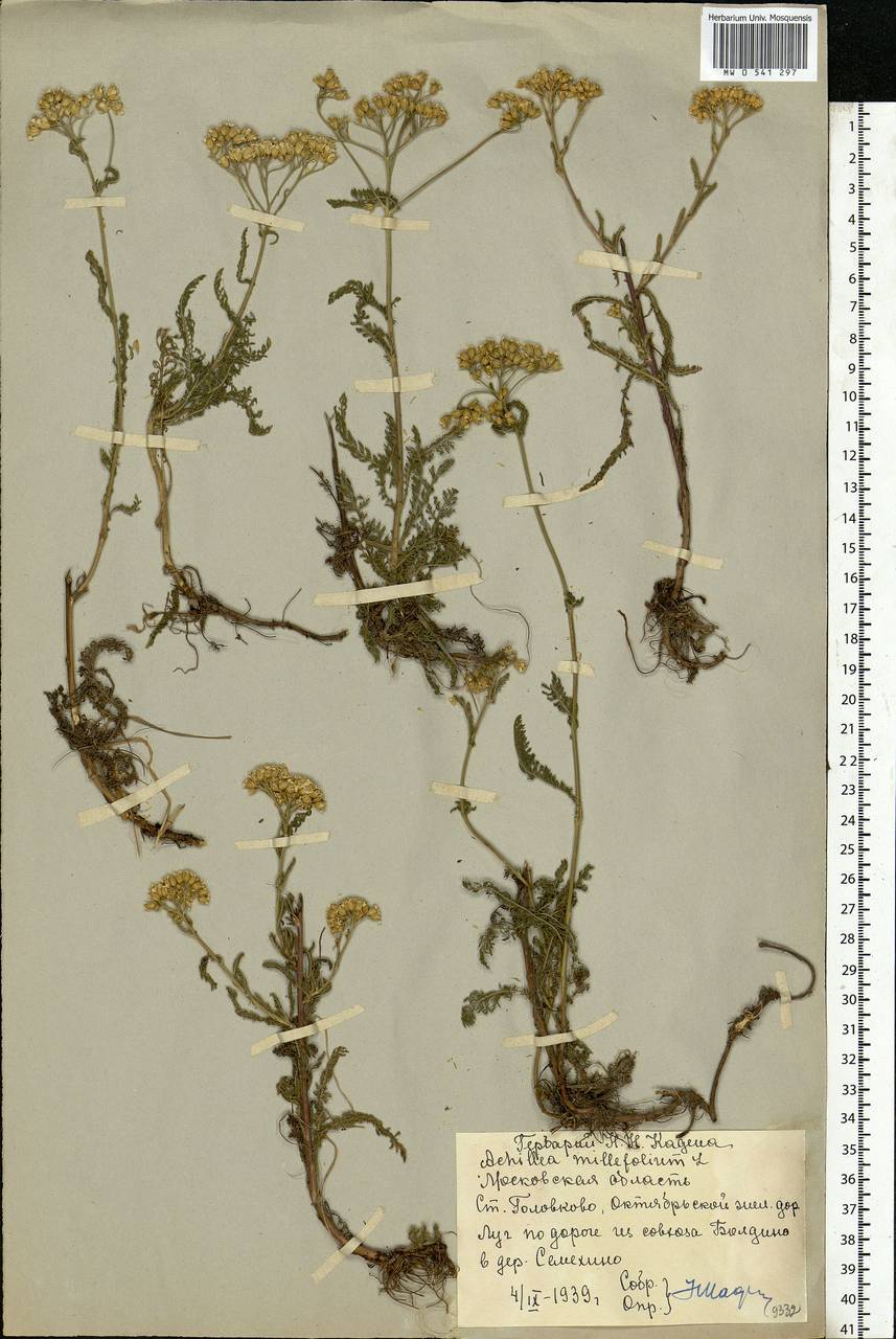 Achillea millefolium L., Eastern Europe, Moscow region (E4a) (Russia)