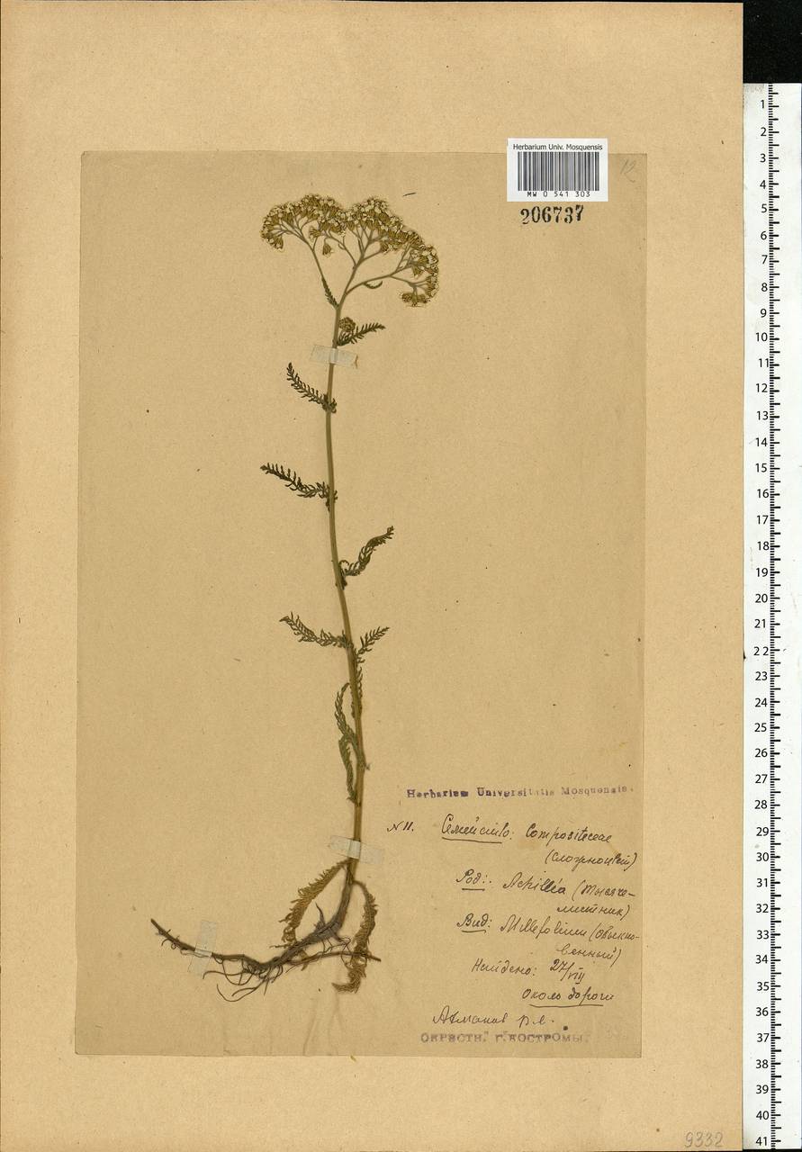 Achillea millefolium L., Eastern Europe, Central forest region (E5) (Russia)