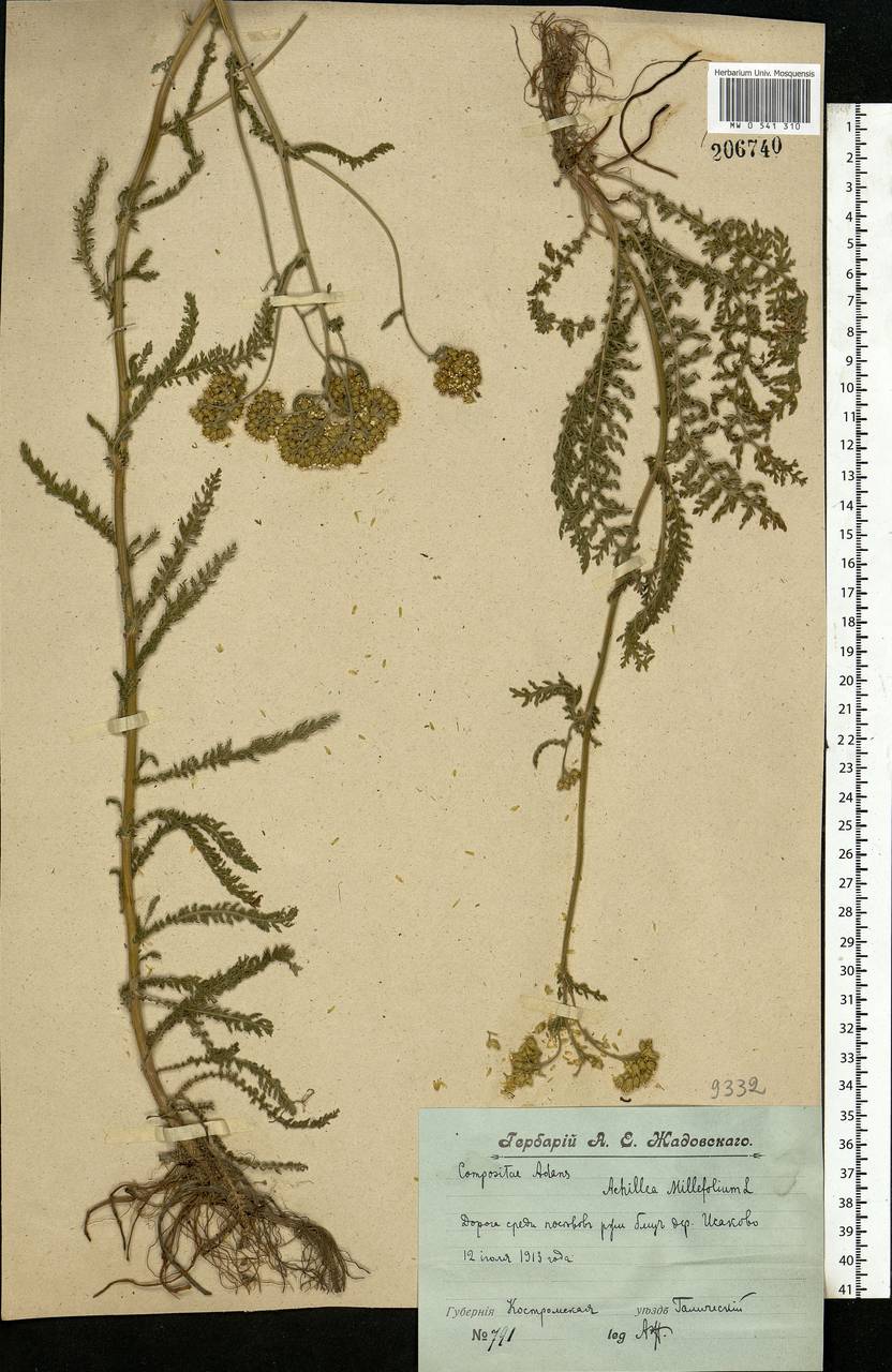 Achillea millefolium L., Eastern Europe, Central forest region (E5) (Russia)