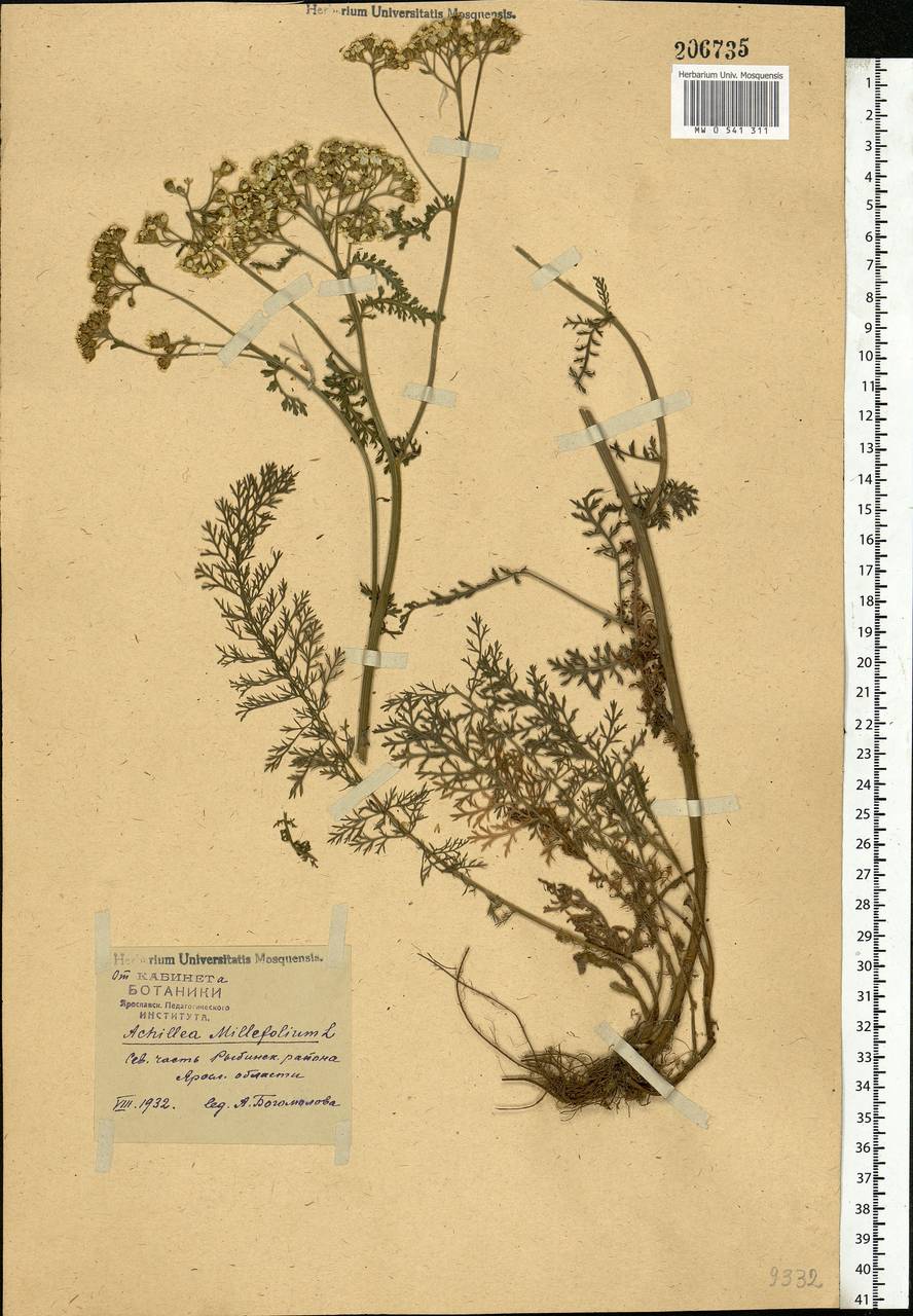 Achillea millefolium L., Eastern Europe, Central forest region (E5) (Russia)