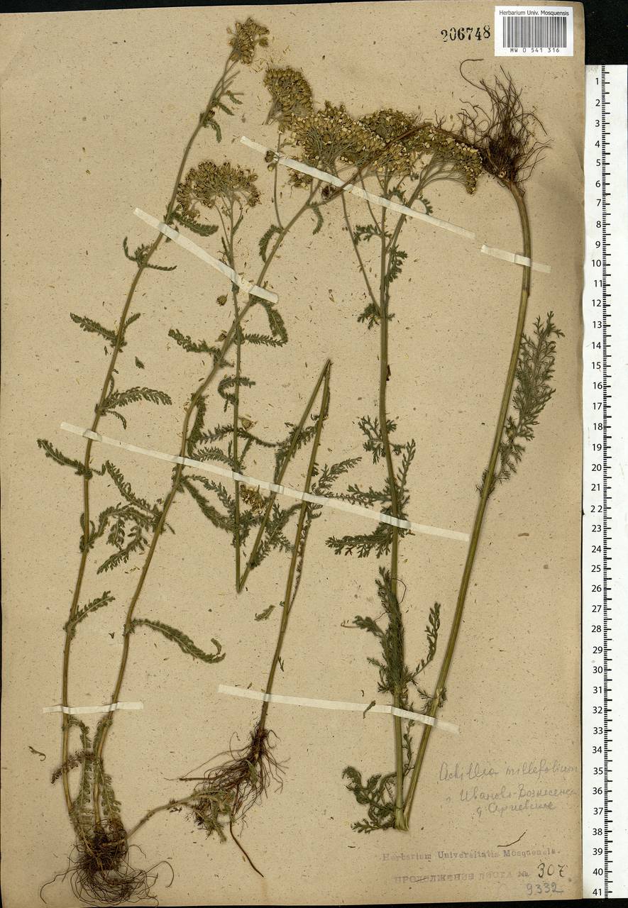 Achillea millefolium L., Eastern Europe, Central forest region (E5) (Russia)