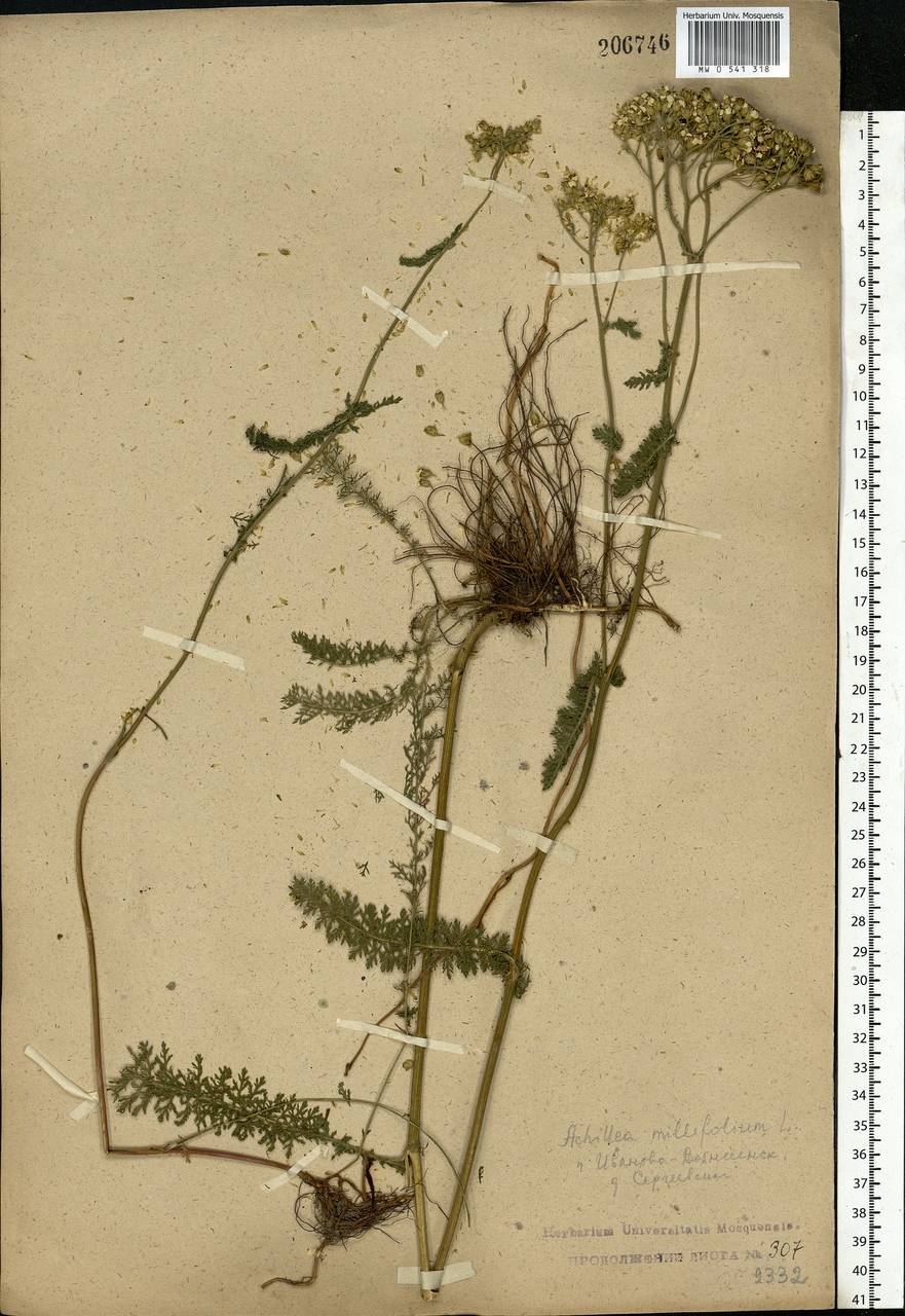 Achillea millefolium L., Eastern Europe, Central forest region (E5) (Russia)
