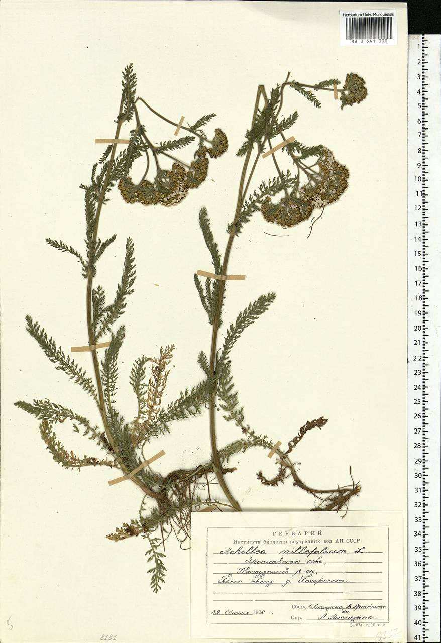 Achillea millefolium L., Eastern Europe, Central forest region (E5) (Russia)