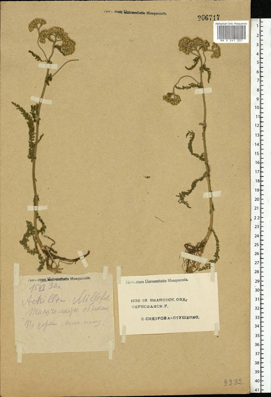 Achillea millefolium L., Eastern Europe, Central forest region (E5) (Russia)