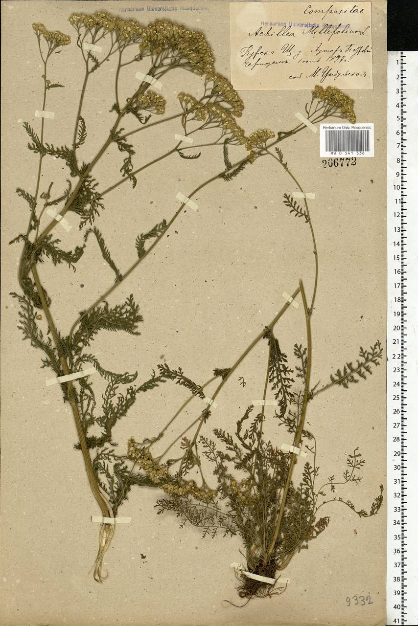 Achillea millefolium L., Eastern Europe, Central forest-and-steppe region (E6) (Russia)