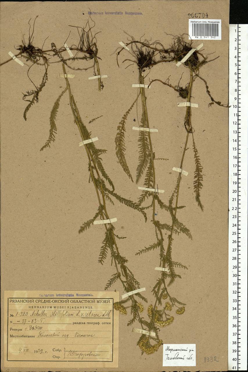 Achillea setacea Waldst. & Kit., Eastern Europe, Central forest-and-steppe region (E6) (Russia)