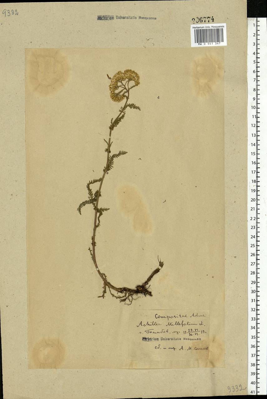 Achillea millefolium L., Eastern Europe, Central forest-and-steppe region (E6) (Russia)