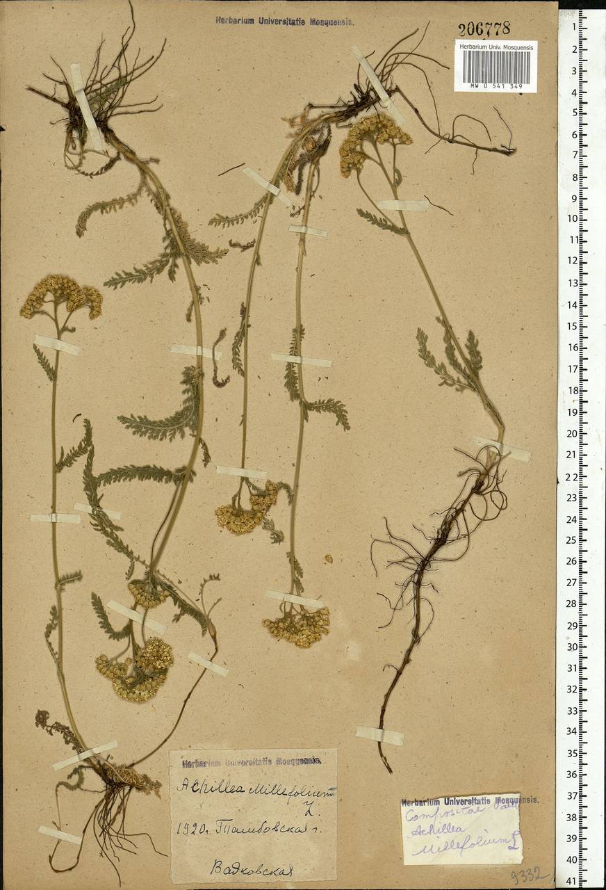 Achillea millefolium L., Eastern Europe, Central forest-and-steppe region (E6) (Russia)