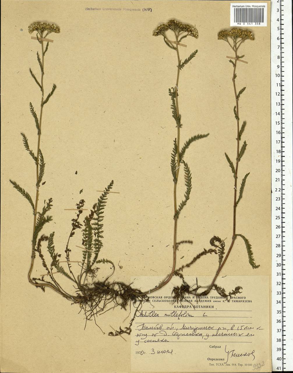 Achillea millefolium L., Eastern Europe, Central forest-and-steppe region (E6) (Russia)
