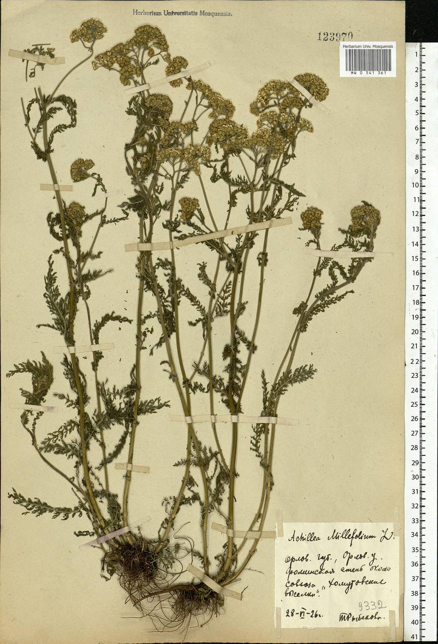 Achillea millefolium L., Eastern Europe, Central forest-and-steppe region (E6) (Russia)