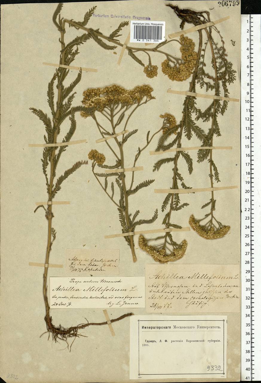 Achillea millefolium L., Eastern Europe, Central forest-and-steppe region (E6) (Russia)