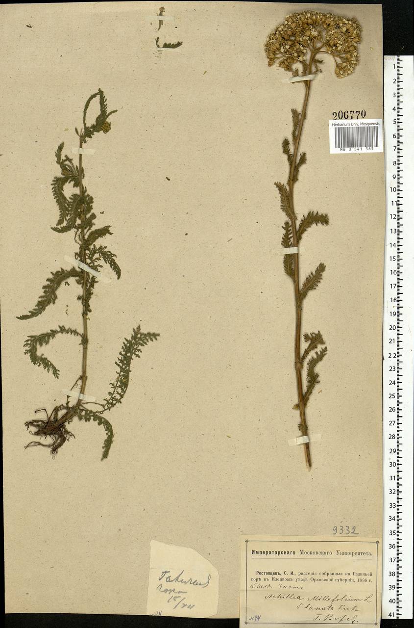 Achillea millefolium L., Eastern Europe, Central forest-and-steppe region (E6) (Russia)