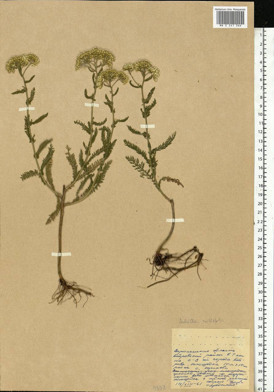 Achillea millefolium L., Eastern Europe, Central forest-and-steppe region (E6) (Russia)