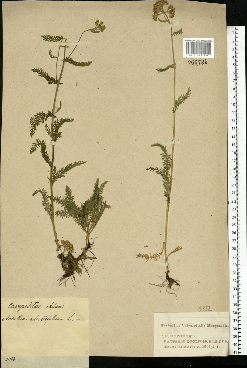 Achillea millefolium L., Eastern Europe, Volga-Kama region (E7) (Russia)