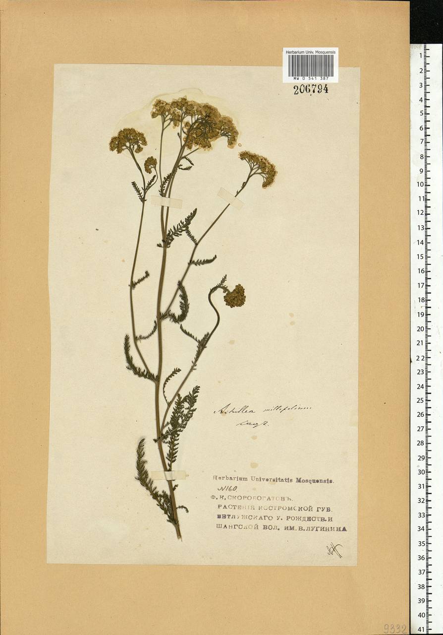 Achillea millefolium L., Eastern Europe, Central forest region (E5) (Russia)