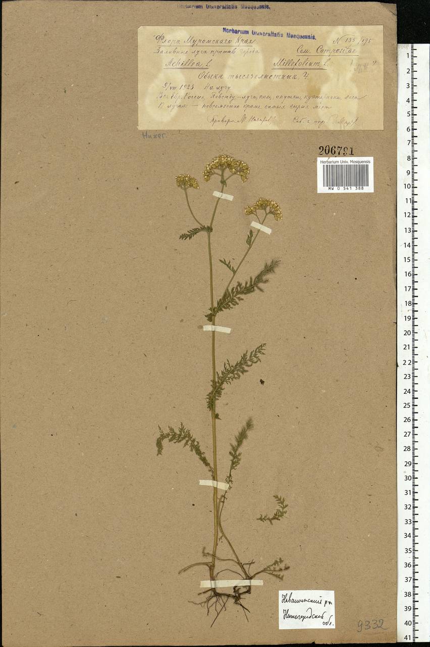 Achillea millefolium L., Eastern Europe, Central region (E4) (Russia)