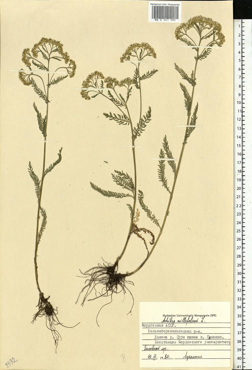 Achillea millefolium L., Eastern Europe, Middle Volga region (E8) (Russia)