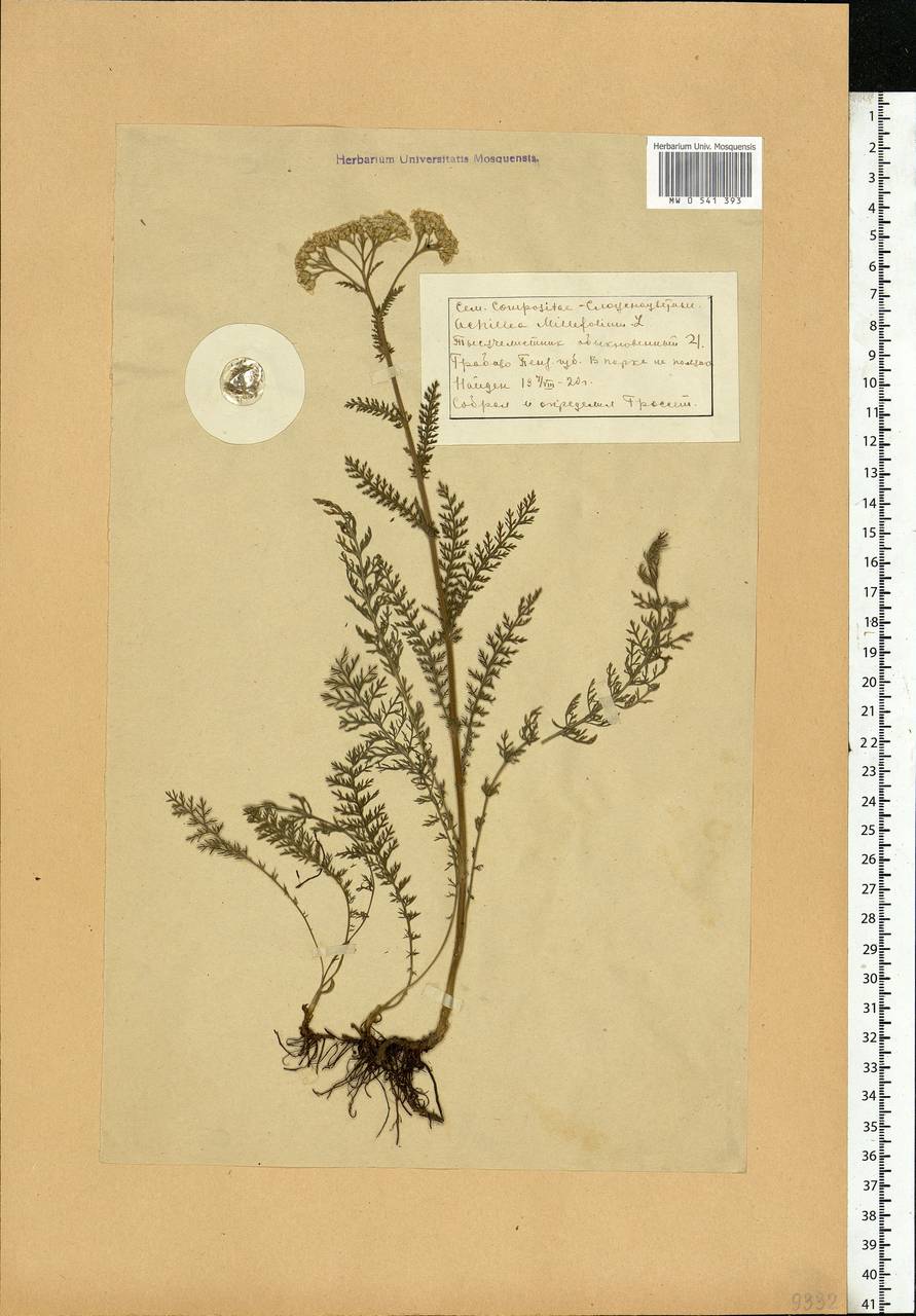 Achillea millefolium L., Eastern Europe, Middle Volga region (E8) (Russia)